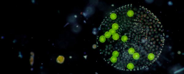 Oldest fossilized land plant spores have scientists rethinking how plants evolved