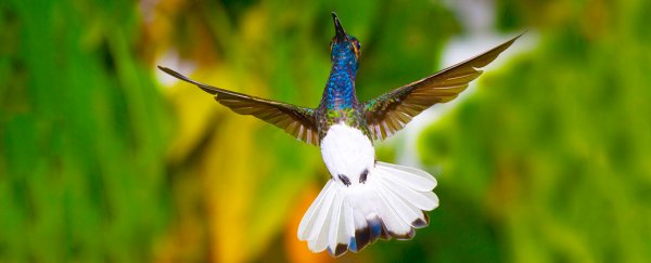 Male hummingbirds are so annoying, females wear disguises to not be harassed