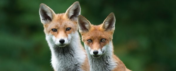 Fragmented nature means wildlife can't survive in the long term, scientists warn