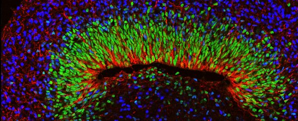 Neuroscientists detect remarkable 'brain waves' in lab-grown mini brains