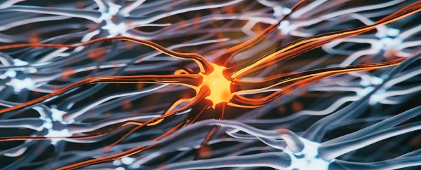 A key hallmark of motor neurone disease has been reversed in the lab