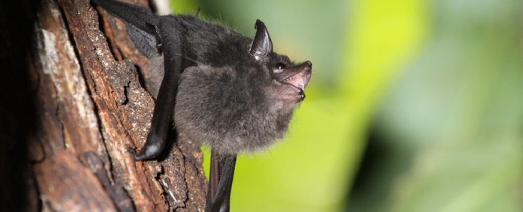 There's a Surprising Similarity Between The Babble of Baby Bats And Human Infant..