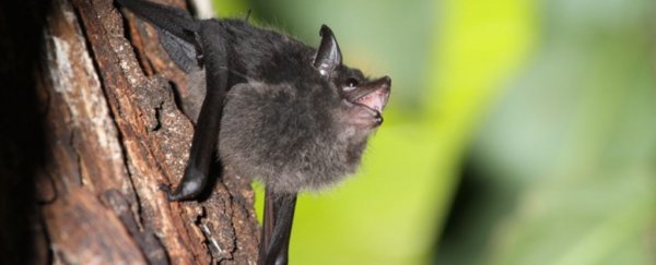 There's a surprising similarity between the babble of baby bats and human infants