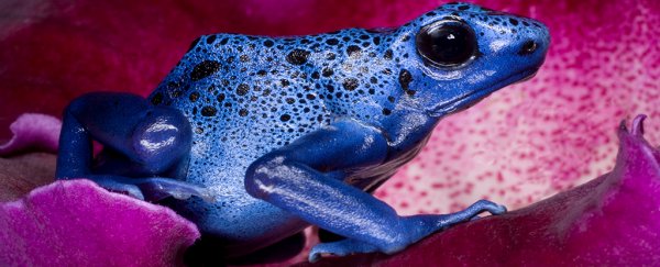 These toxic critters have evolved a surprising way to avoid poisoning themselves