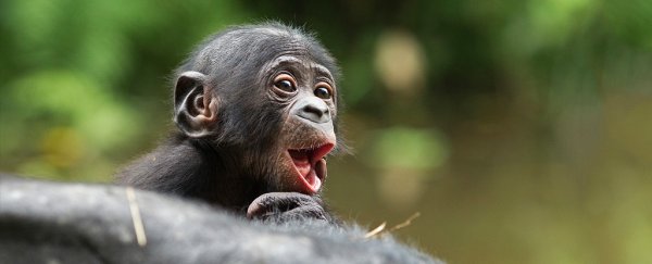 Apes have been observed starting and ending interactions just like humans do