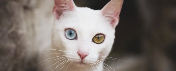 Could a highly dangerous COVID mutation emerge in our pets? Here's the science