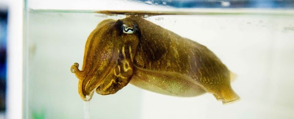 The incredible brains of cuttlefish hold memories that never seem to fade