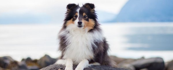New study finds we probably can't take credit for the diversity of dogs' coats
