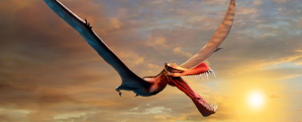 A terrifying 'dragon' was the largest known flying reptile of ancient Australia