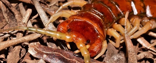 Giant centipedes caught eating thousands of baby birds on an Australian island