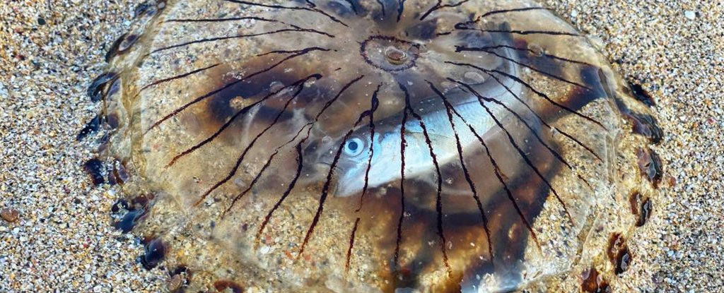Astonishing Photo Reveals Fish Stuck Inside Translucent Jellyfish