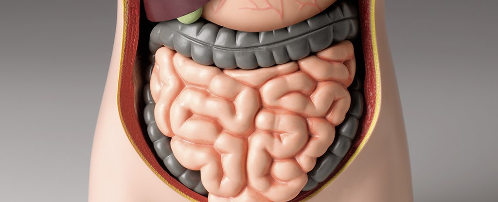 The 'Second Brain' in Your Gut Might Have Evolved Before The Brain in Your Head