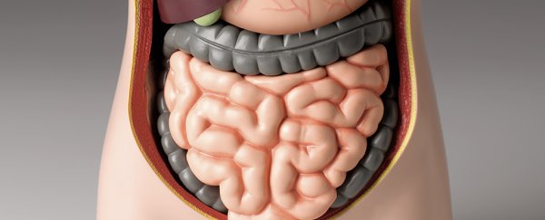 The 'Second Brain' in Your Gut Might Have Evolved Before The Brain in Your Head