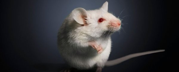 A never-before-seen system for burning 'deep fat' has been found in mouse studies