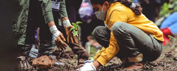 If everyone planted a tree each year for 20 years, how would it affect the climate?