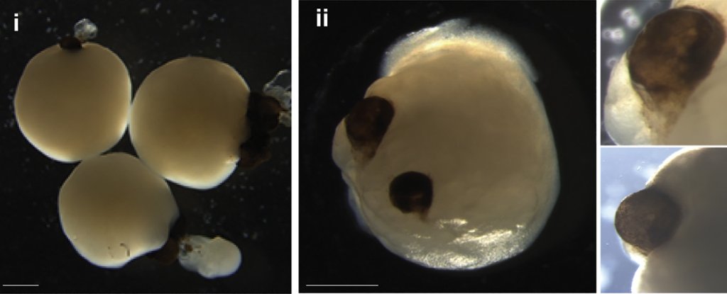 Mini brains grown in a lab from stem cells have spontaneously developed rudimentary eye structures, scientists report in a fascinating new paper. On t