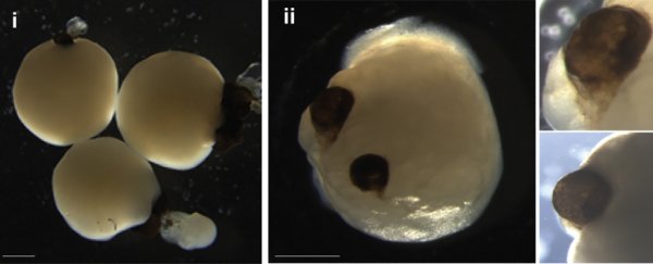 Pictures of an organoid's development.