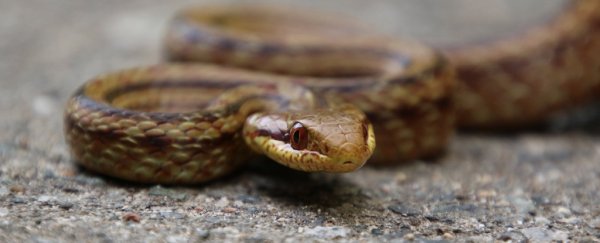 Radioactive snakes could help scientists track fallout from the Fukushima disaster