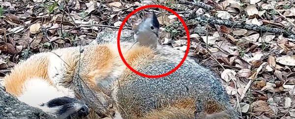 These shameless birds steal hair from live predators like it's no big deal