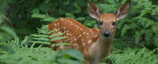 Startling Discovery Suggests 40% of Wild Deer in The US Have Had The  Coronavirus : ScienceAlert