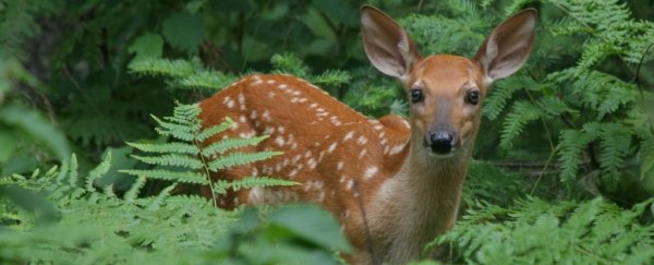 Startling discovery suggests 40% of wild deer in the US have had the coronavirus