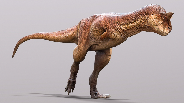 A muscled dinosaur in orange hues with strong legs and really short arms