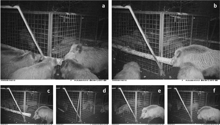 A group of boars work together to free captive boars from a cage.