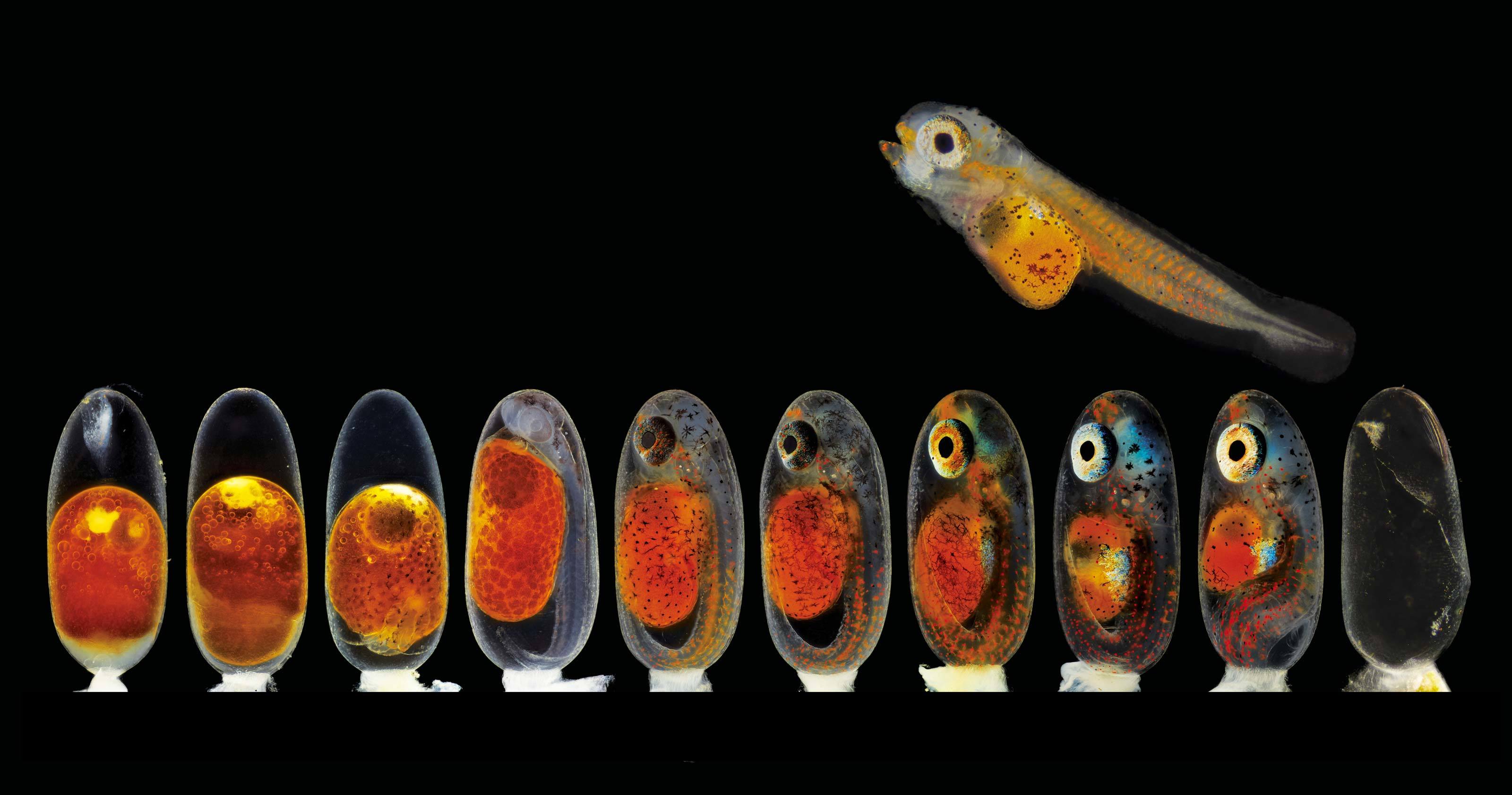 Daniel Knop Embryonal development Amphiprion Daniel Knop