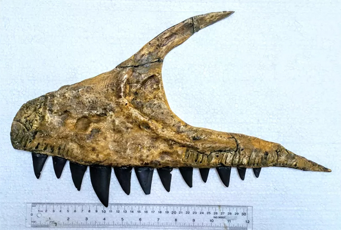 Reconstruction of Ulughbegsaurus upper jaw with teeth
