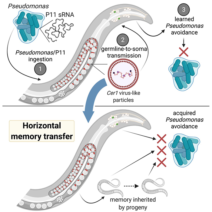 Diagram of c elegans eating bacteria with p11 changing behaviour