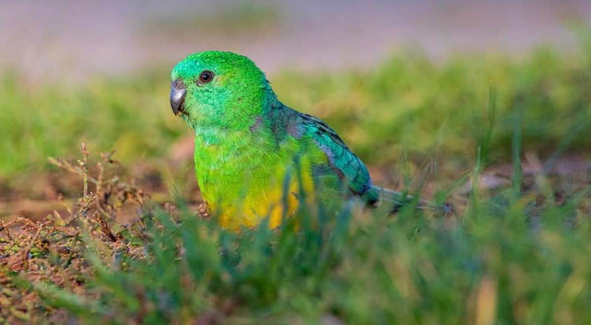 A red-rumped parrot, a species shown to increase beak size in response to climate change. (Ryan Barnaby)