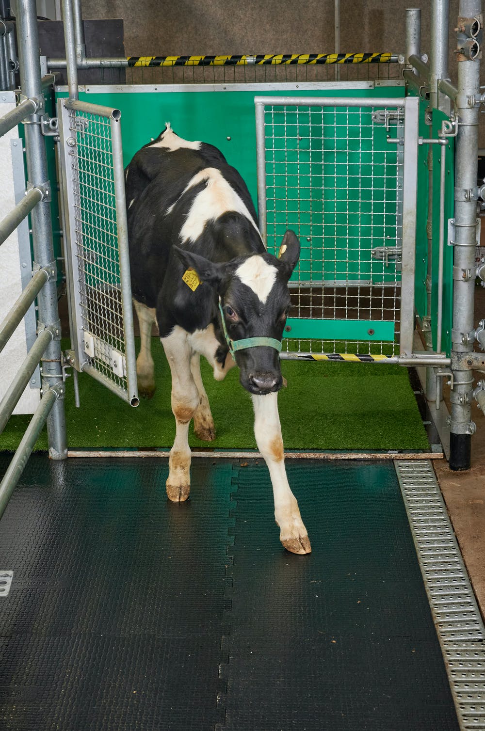 The calves exited the pen through a gate. (Research Institute for Farm Animal Biology)