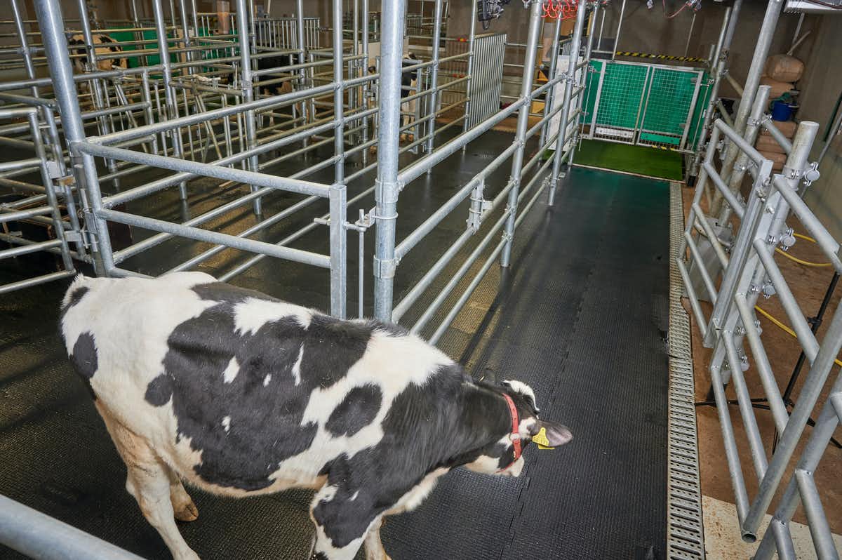 Calves were required to walk down an alley to enter the latrine pen. (Research Institute for Farm Animal Biology)