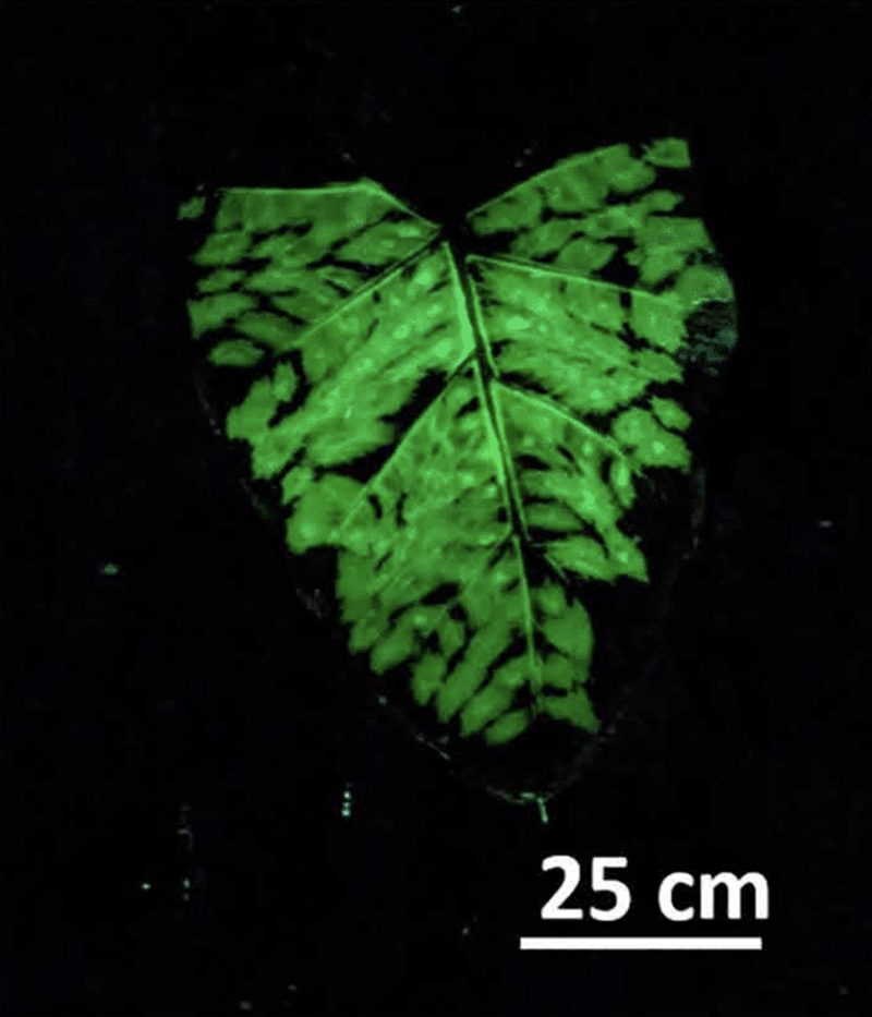 glow leaf 3