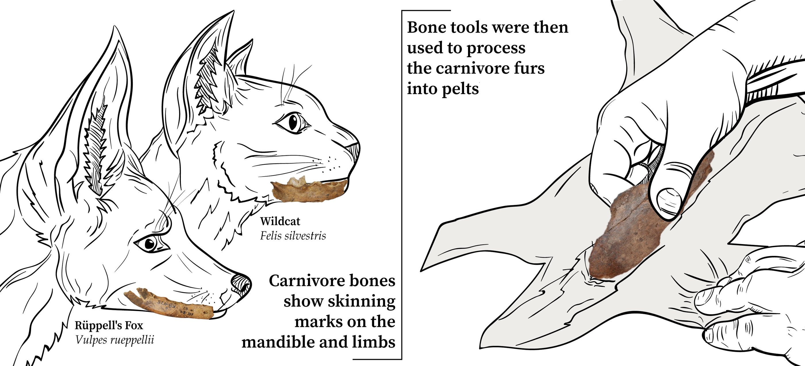 Des scientifiques ont trouvé des preuves de la fabrication de vêtements par l’homme il y a 120 000 ans (diaporama et vidéo) By Jack35 Original