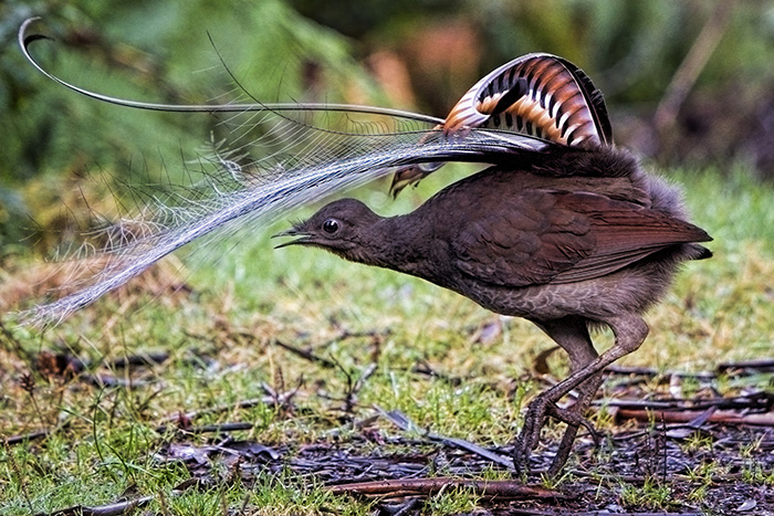 A wild superb lyrebird with long tail feathers on display