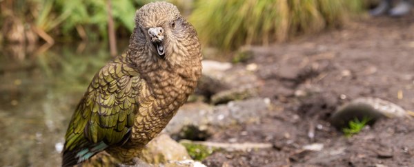 A disabled parrot in New Zealand has taught himself to use tools for self-care