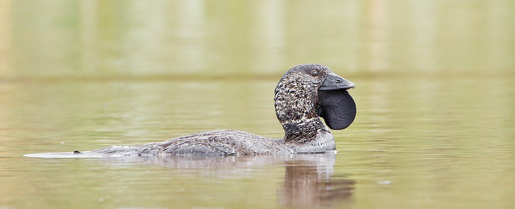 These Australian Ducks Can Learn to Swear Like People, And Biologists Are Excited