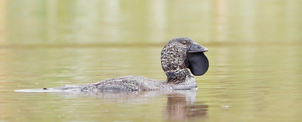 These Australian ducks can learn to swear like people, and biologists are excited