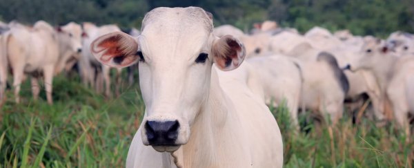 Scientists just revealed how high the emissions from animal farming really are