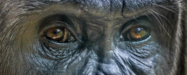 A group of gorillas in a southern US zoo have been infected with COVID-19