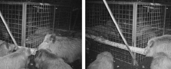 'A Complex form of empathy': Boars hatch breakout plan to save two caged piglets