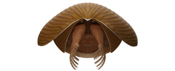 A huge, unknown Cambrian bug fossil has been found in the eerie Burgess shale