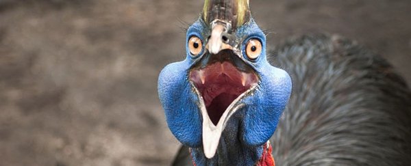 Ancient humans tended the world's most dangerous birds, because of course we did