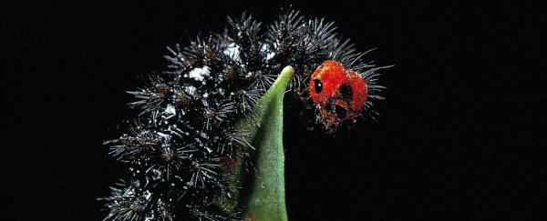 How a scientist's blunder let loose stomach-bursting parasites on a remote island
