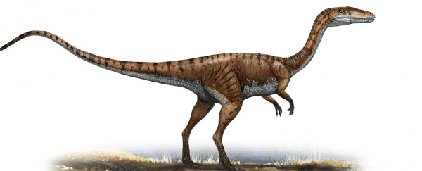 Fearsome dinosaurs like T. rex likely waggled their tails while running