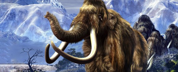 Bioscientists Have an Ambitious New Plan to Resurrect The Extinct Woolly Mammoth