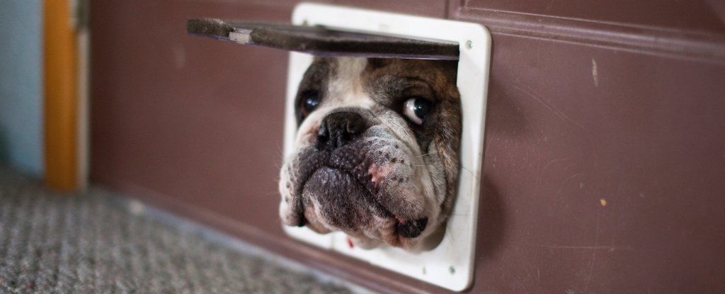 Cute Experiment With Treats Shows Dogs Can Perceive Your True Intentions