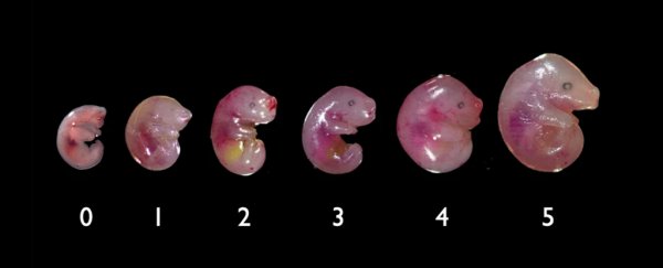 These Ridiculous marsupials Start to Crawl Before They Even Grow a Single Bone