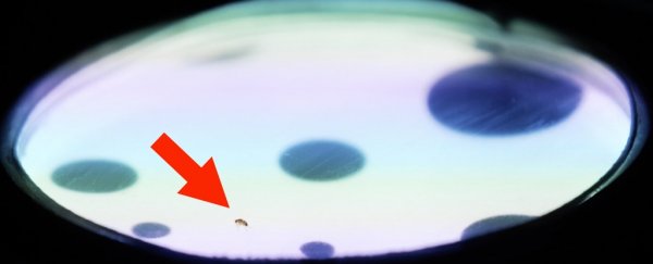 Scientists Put Flies in 'Virtual Reality' to Explore How Vision Shapes Motion